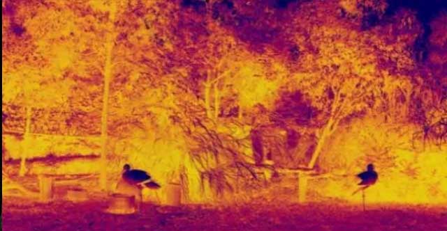 thermal image