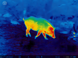 thermal imaging